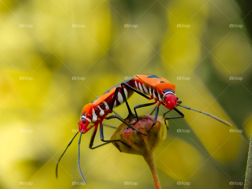 Summer is the perfect time to make a love. This warm air is pleasing to these red cotton bugs.