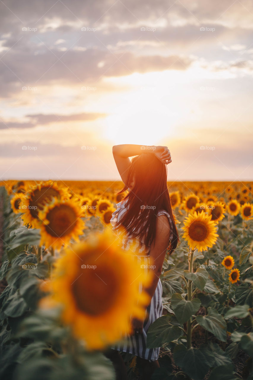 Sunset in a sunflower field 