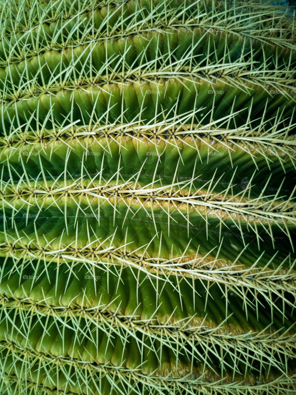 Cactus series