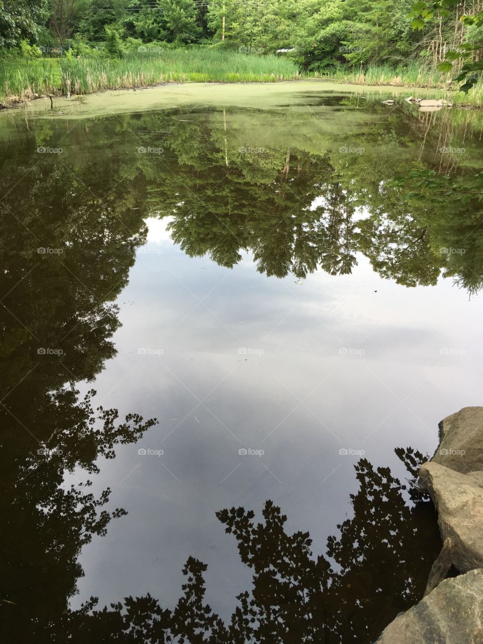 Pond reflection 