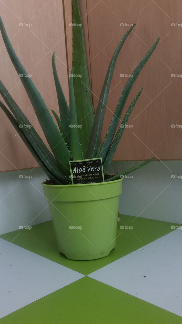 No Person, Leaf, Cactus, Flora, Pot