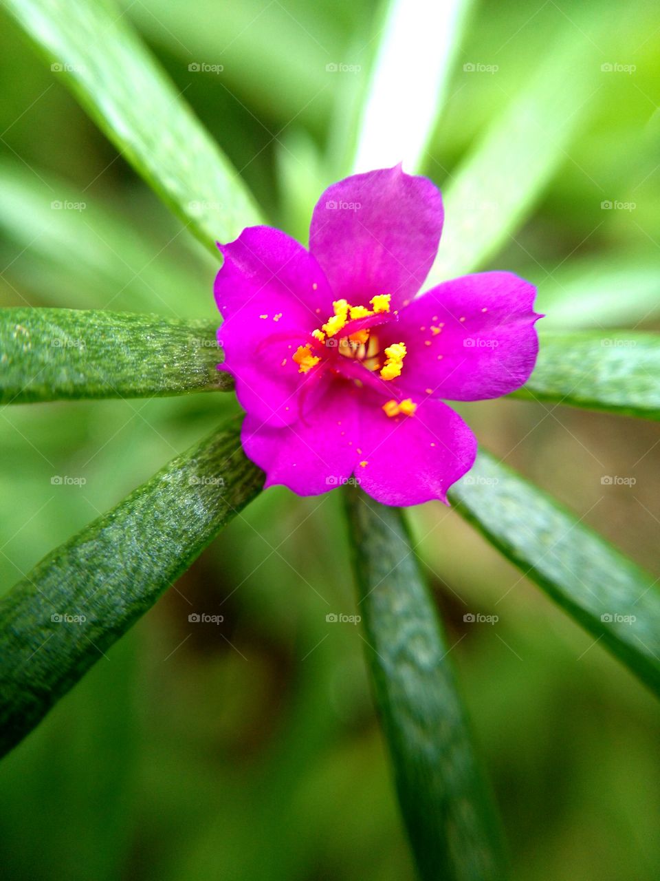 a small flower .
