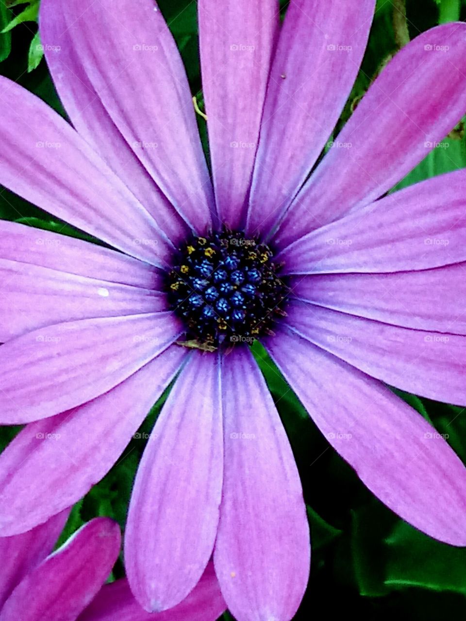 Purple Daisy