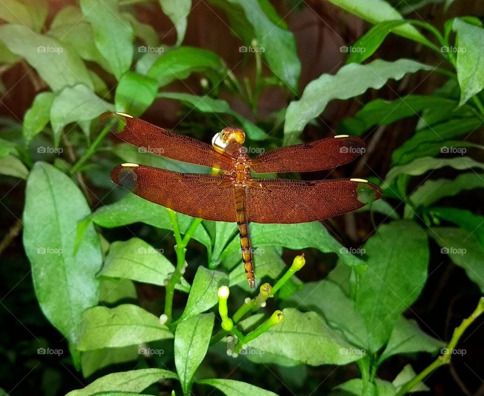 dragonfly