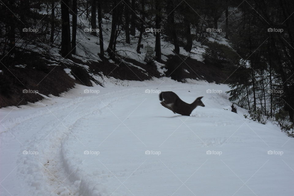 My snowy adventures in the mountains! This was cool!! Deer jumped off bank and across road right in front of me!!!