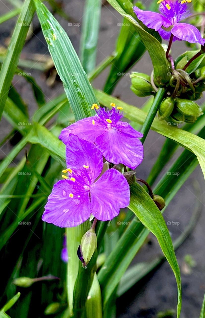 Tradescantia is a genus of perennial evergreen herbaceous plants of the Commelinaceae family.