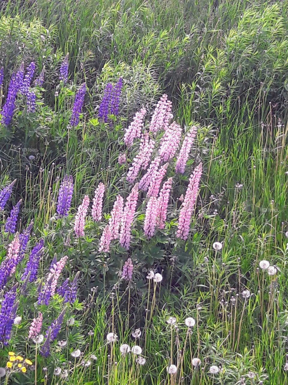 wild Lupines in Maine.