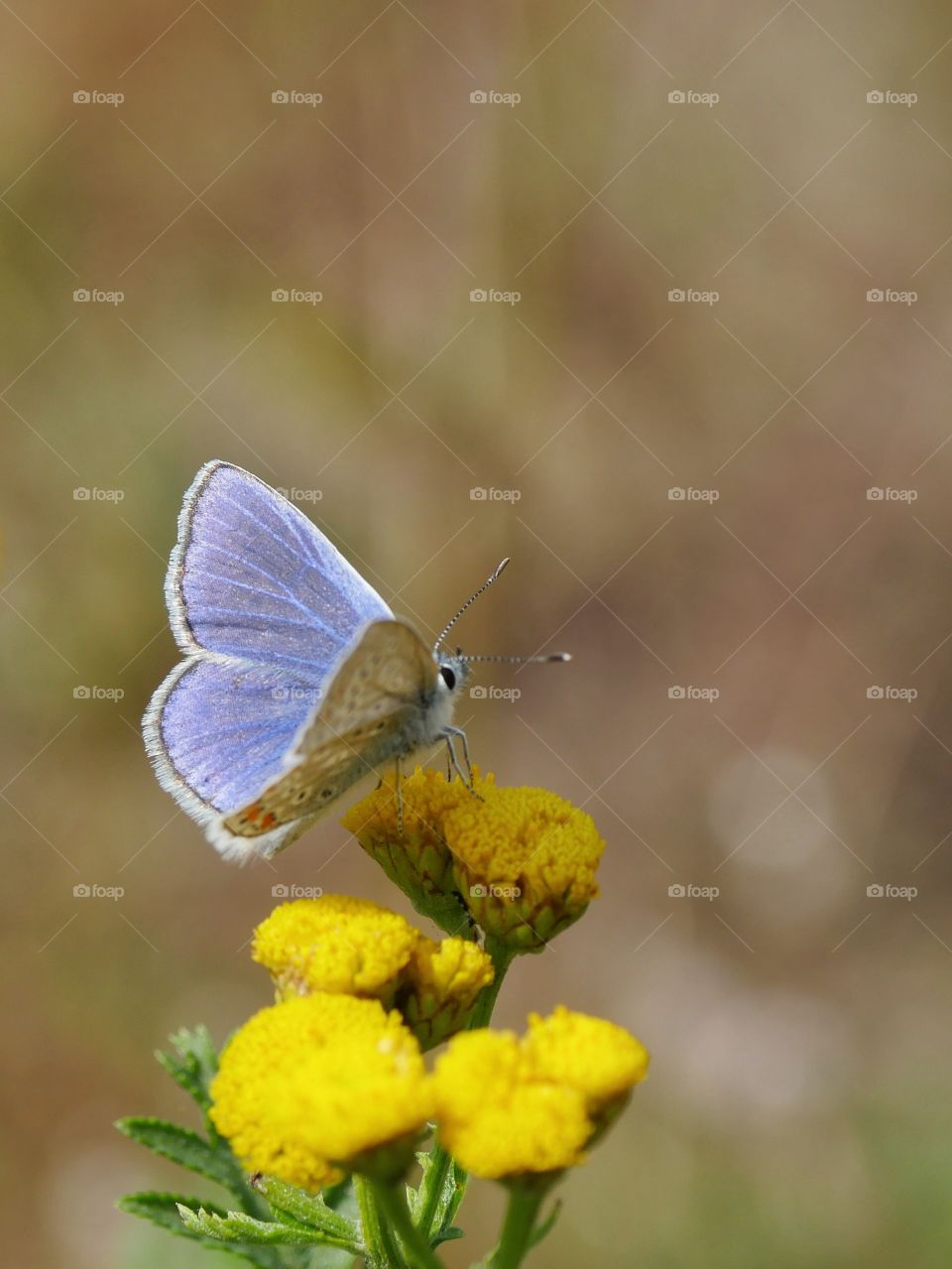 Small blue butterfly