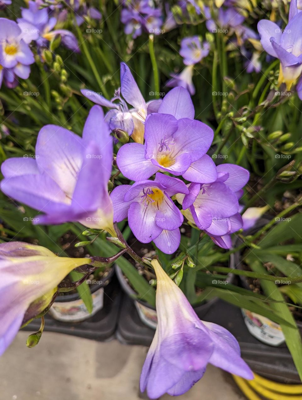 What A Celebration of Lavender in the Spring Time.
