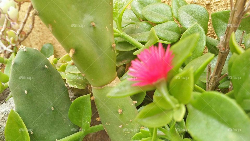 Green cactus and wonderful flower.