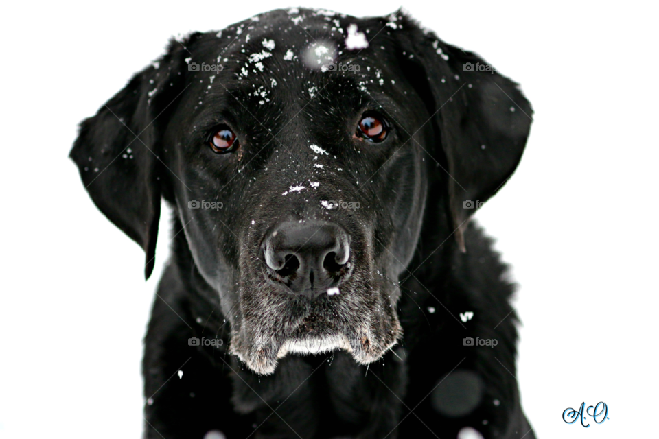 Black Lab in the Snow