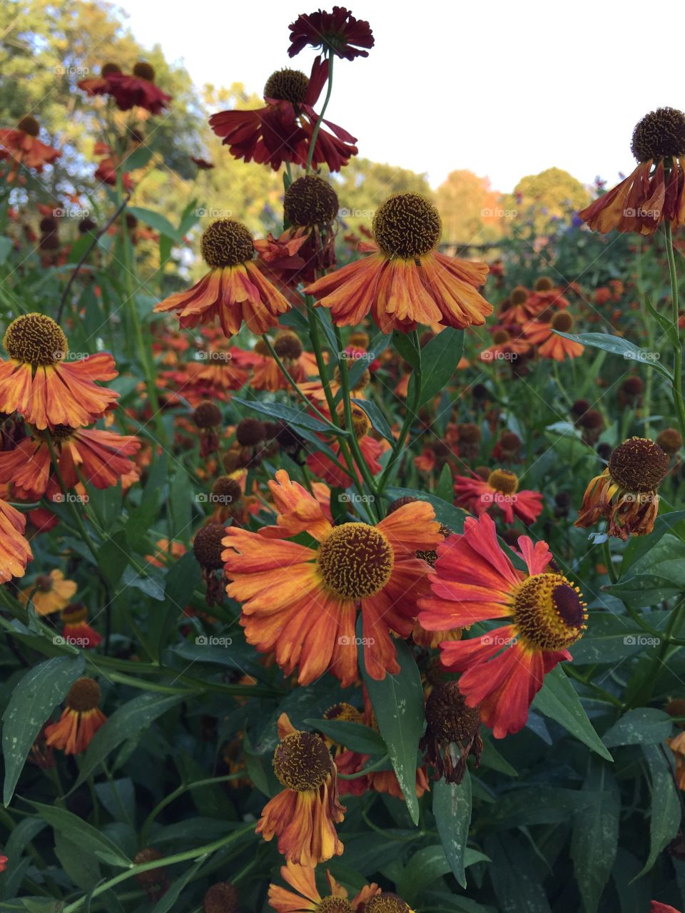 Close-up of autumn flowers