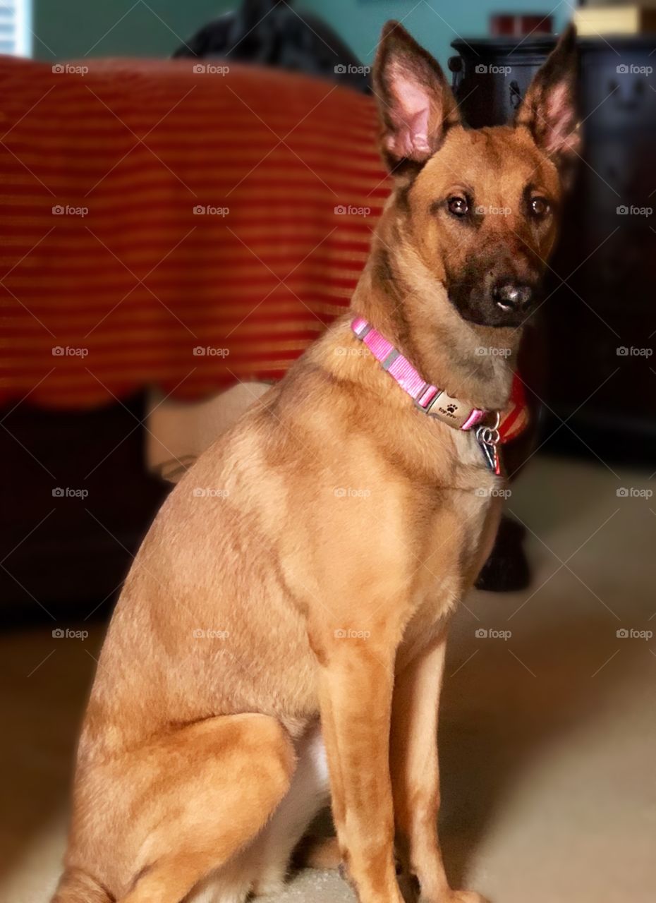 Our beautiful, loyal and obedient Belgian Malinois, Bella, waiting patiently while her photo is taken.