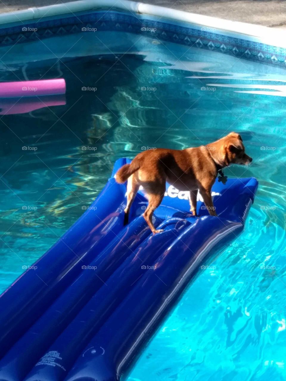Bella in the pool!