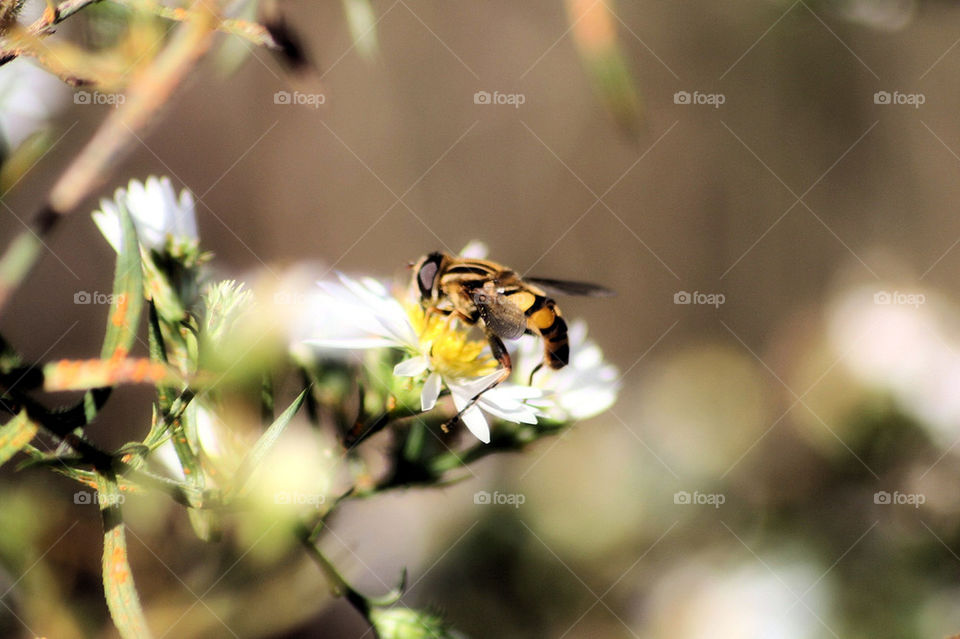 Bee on flower