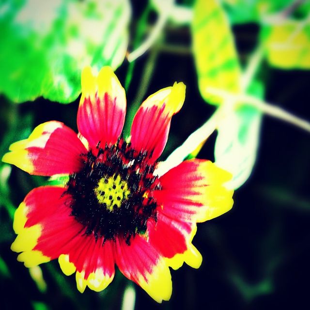 South Texas Wildflower 'Indian Firewheel"