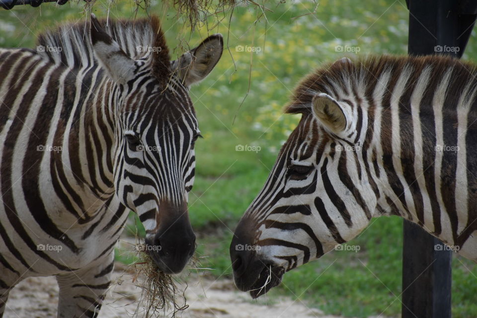 Zebra Twins