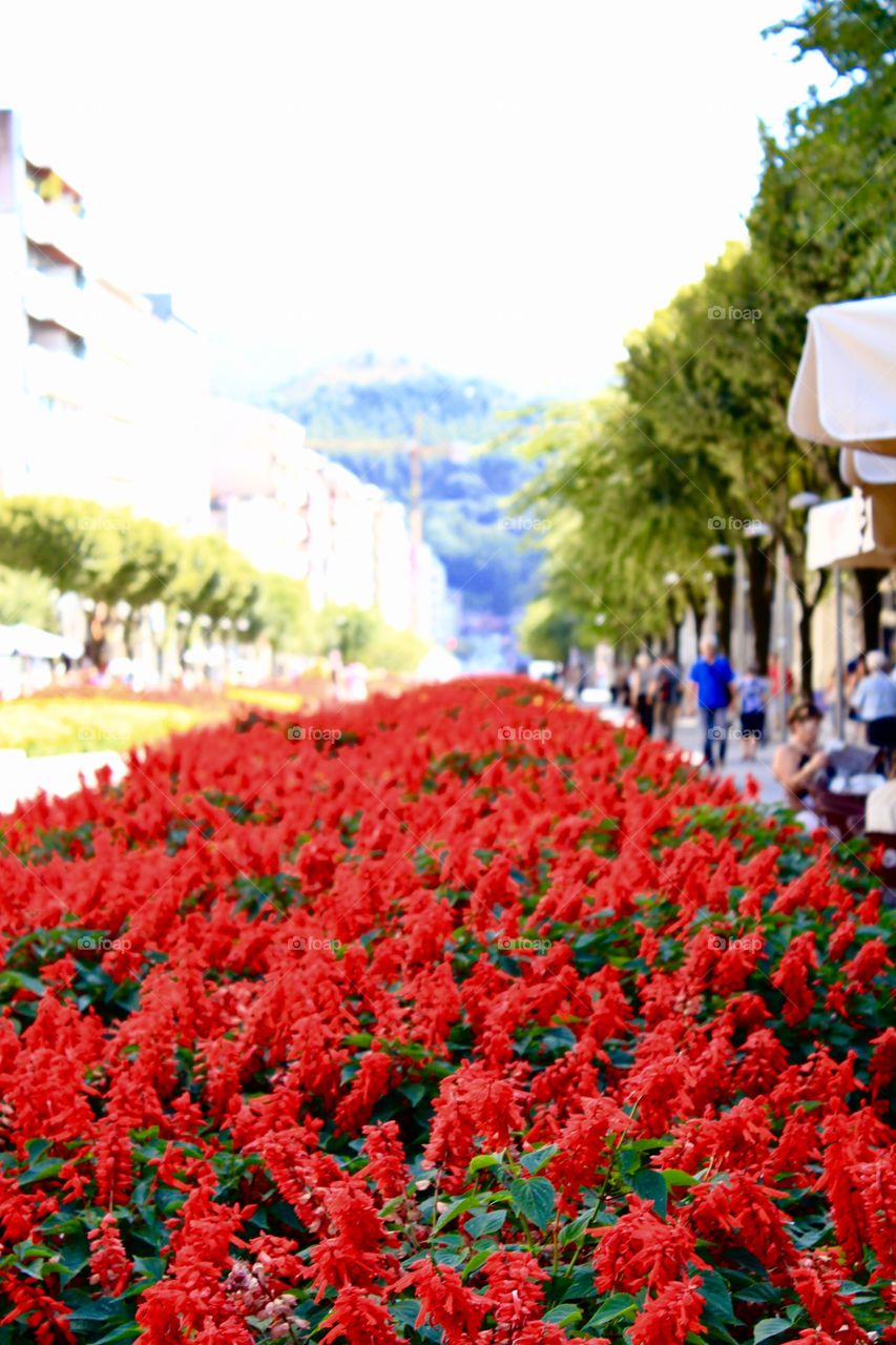 Beautiful flowers in the center of the city in Braga, Portugal 