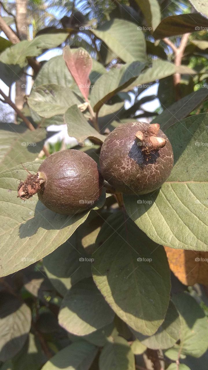 black guava