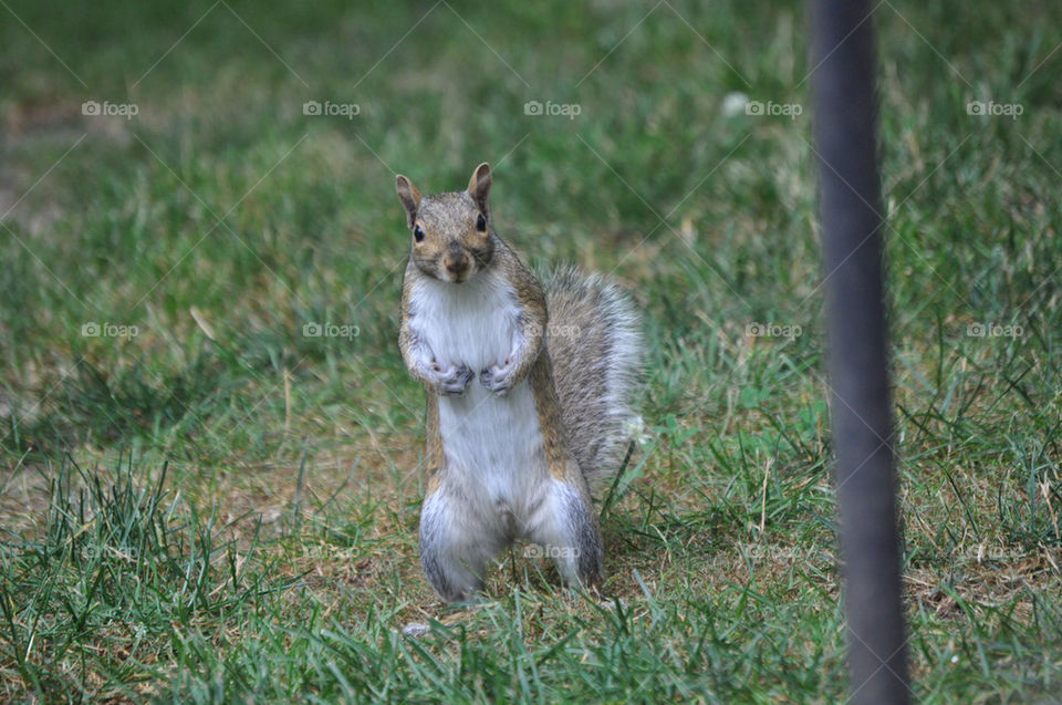 grass animal squirrel mammals by jeffreyfulton