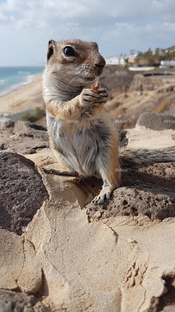 Closeup of one adorable wild squirrel on a hill by the ocean 