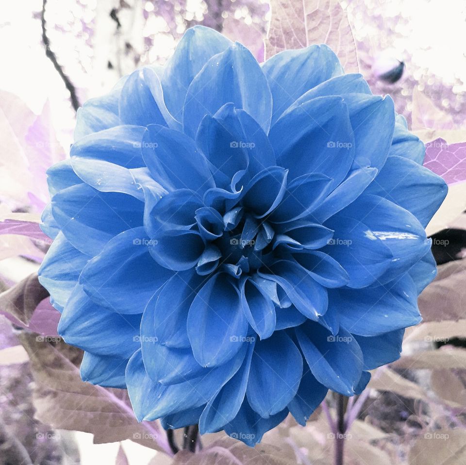 macro blue flower botanical