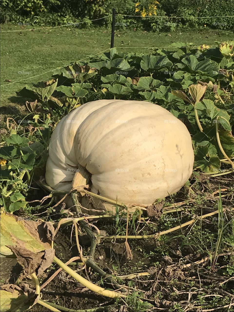 The great pumpkin
