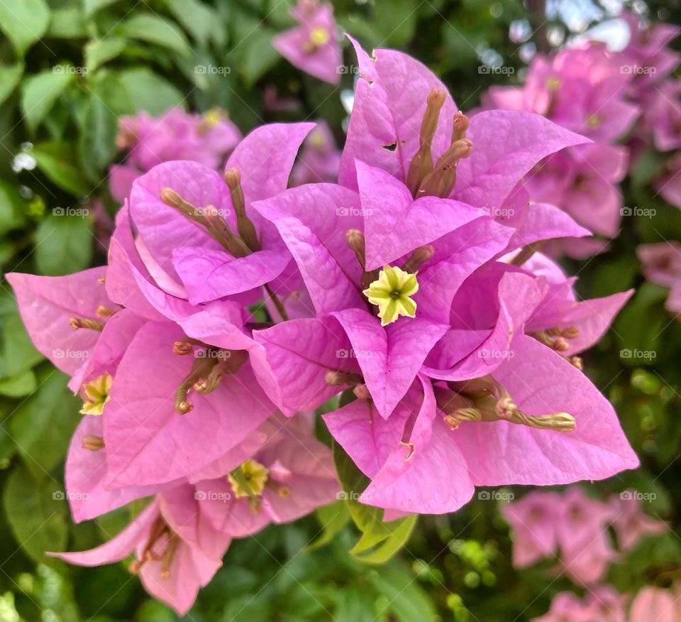 🌹 🇺🇸 Very beautiful flowers to brighten our day.  Live nature and its beauty. Did you like the delicate petals? / 🇧🇷 Flores muito bonitas para alegrar nosso dia. Viva a natureza e sua beleza. Gostaram das pétalas delicadas? 