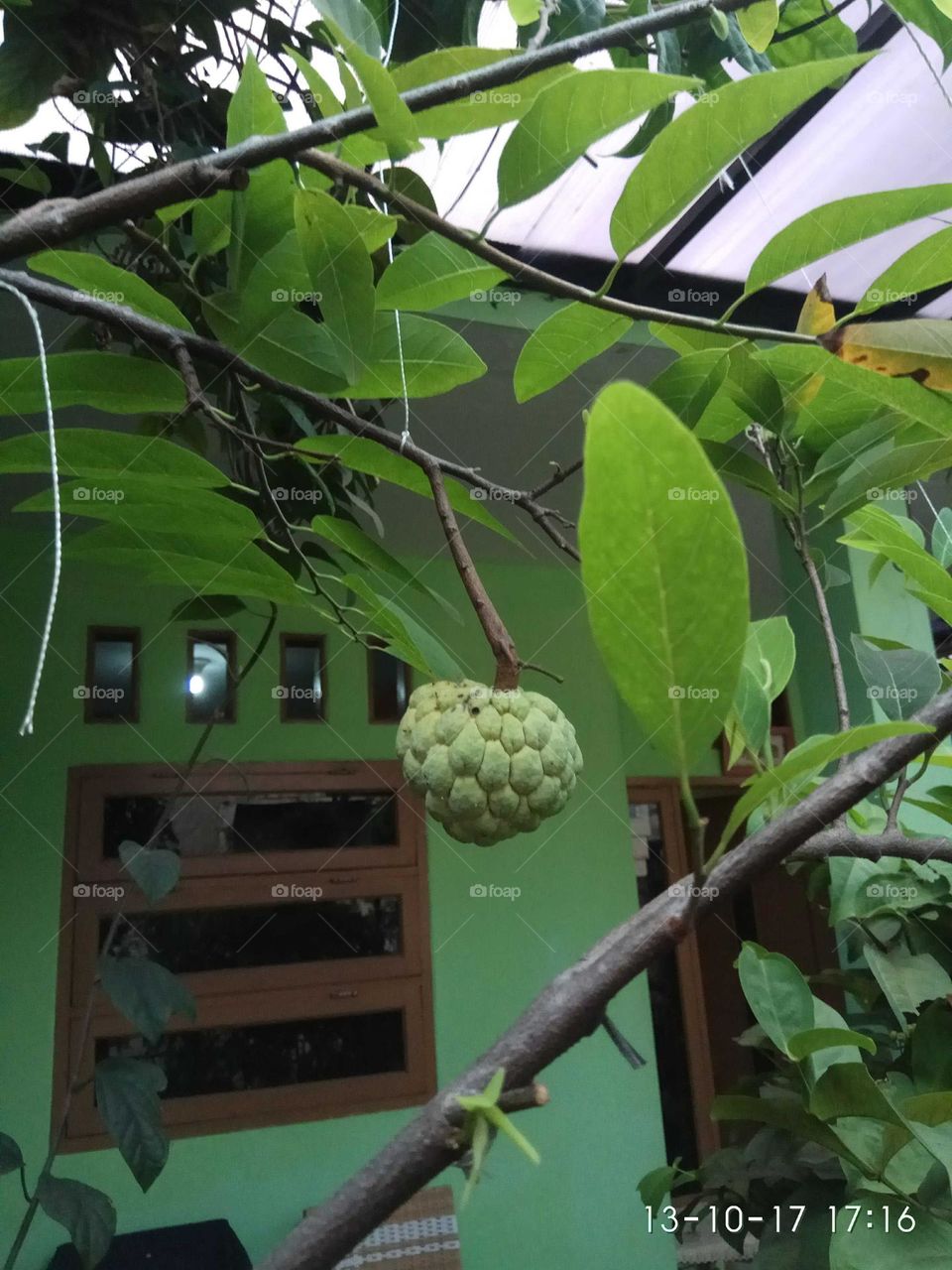 Srikaya fruit