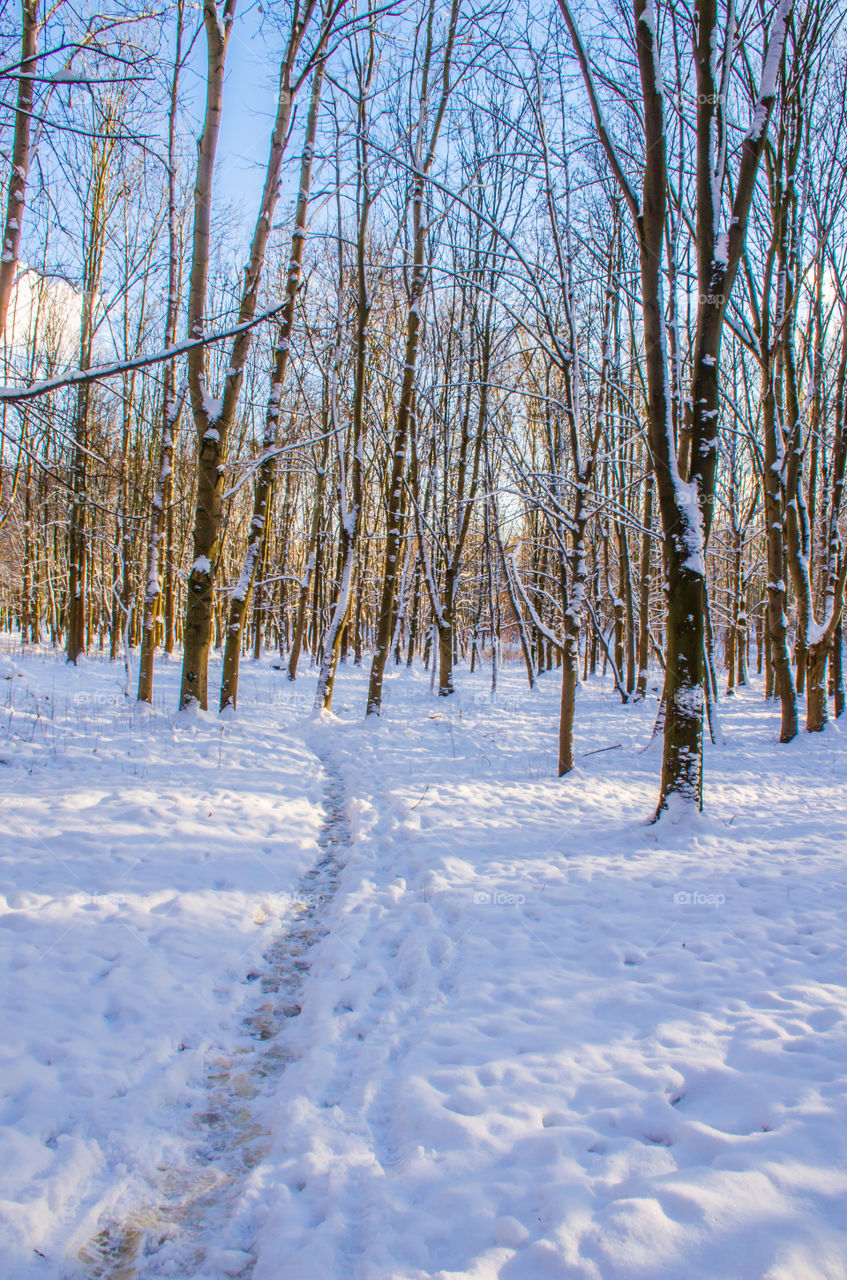 Scenic view of forest during winter