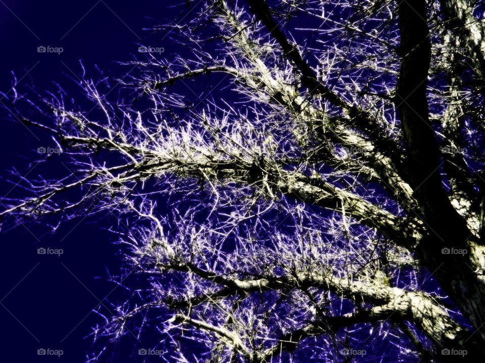 Branches against the Sky