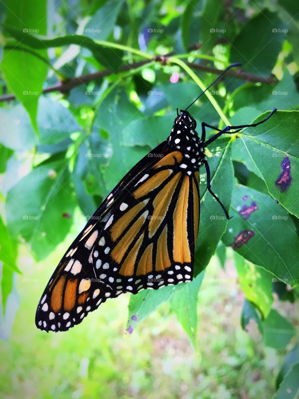 Monarch in my tree with a broken wing but he is strong and still flying 