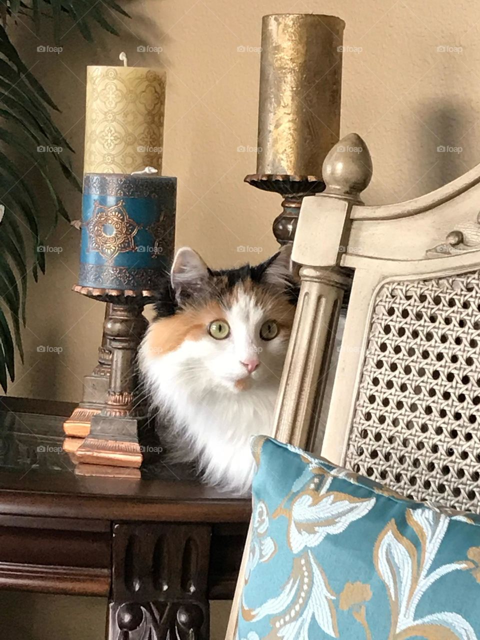 This cat thinks she’s hiding by being part of the decor!