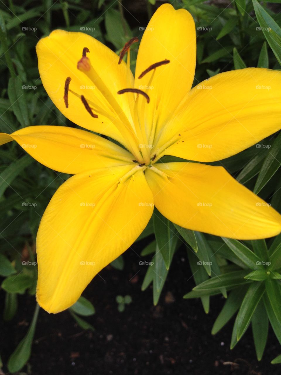 Yellow Lily. From my garden
