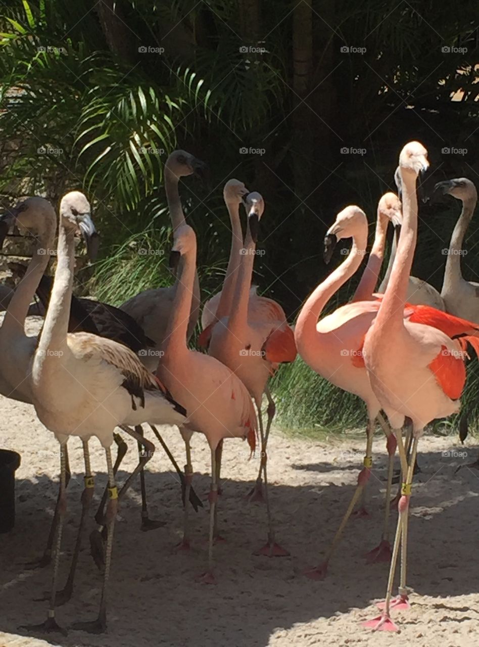 Pink flamingos nature