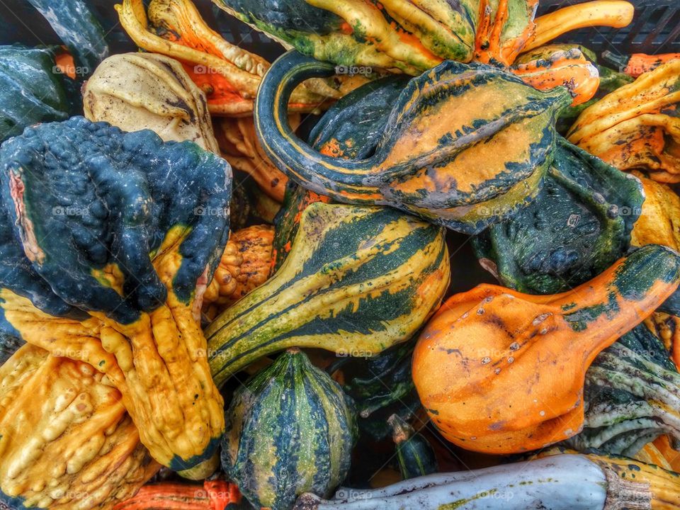 Colorful Autumn Gourds