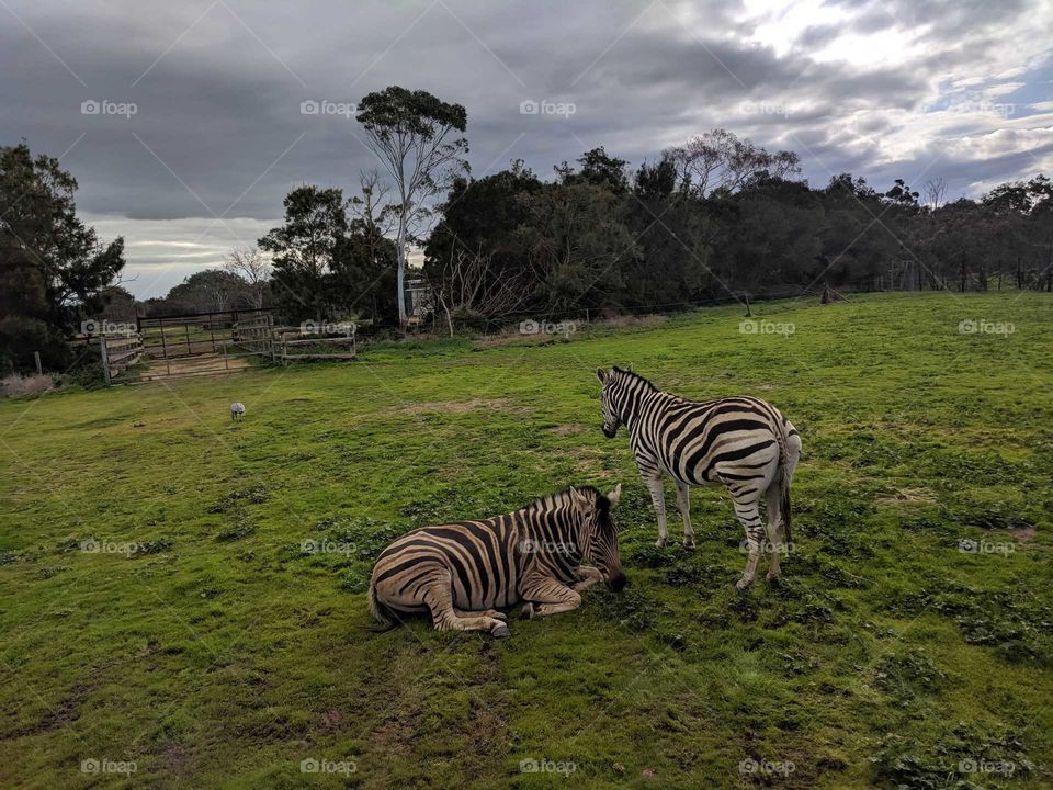 Zebras resting in the lush green grass