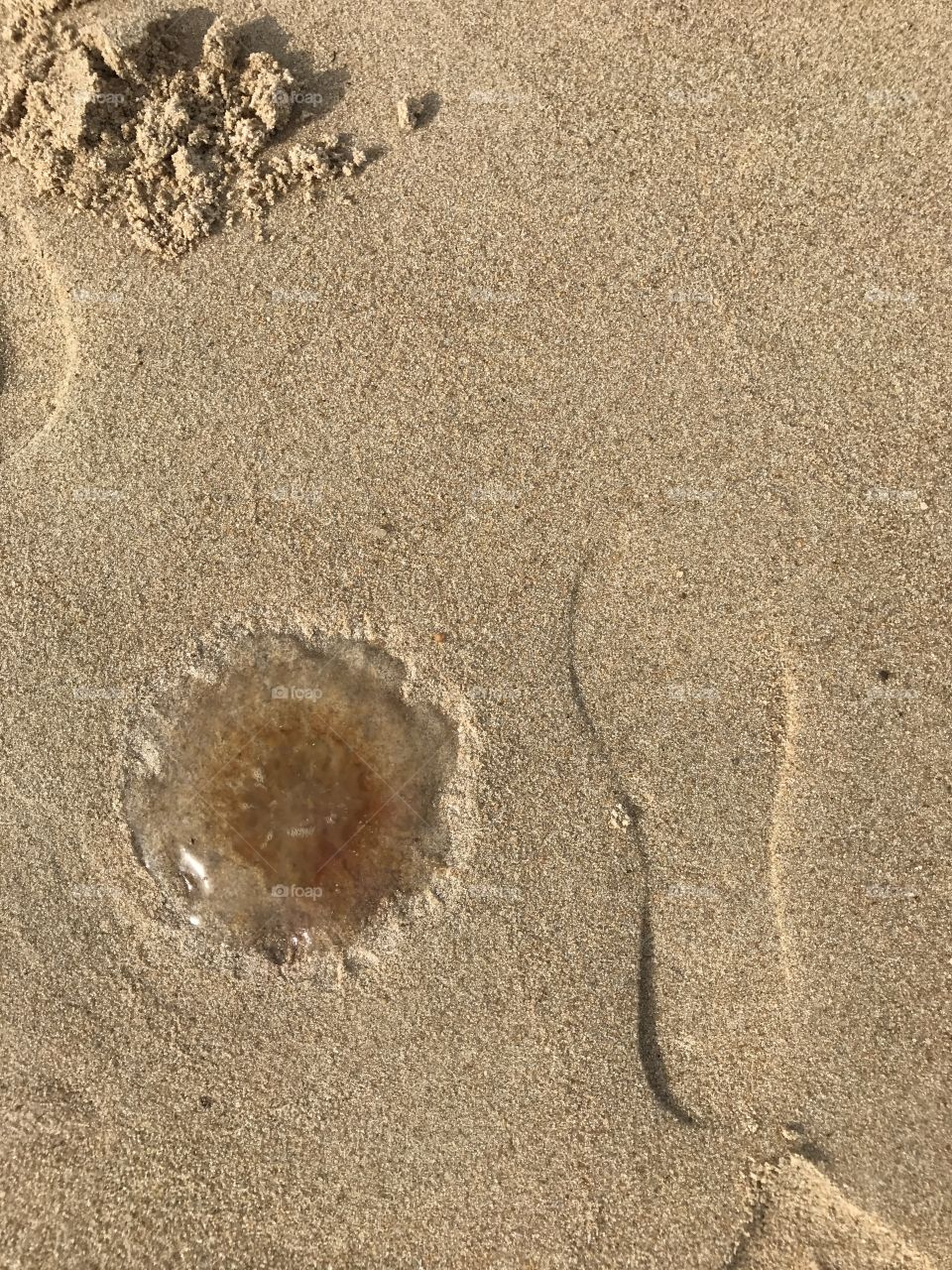 Large jellyfish 