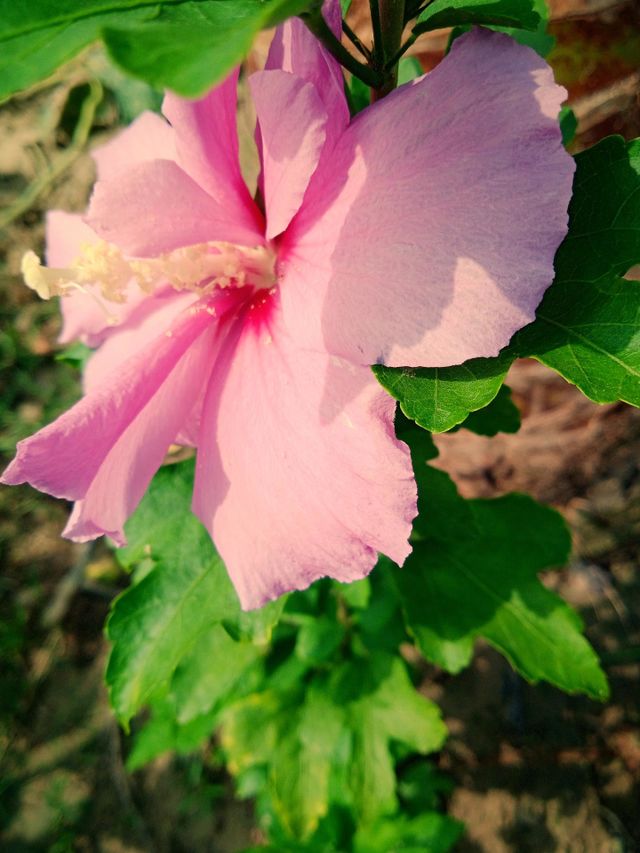 Beautifull  Flower
