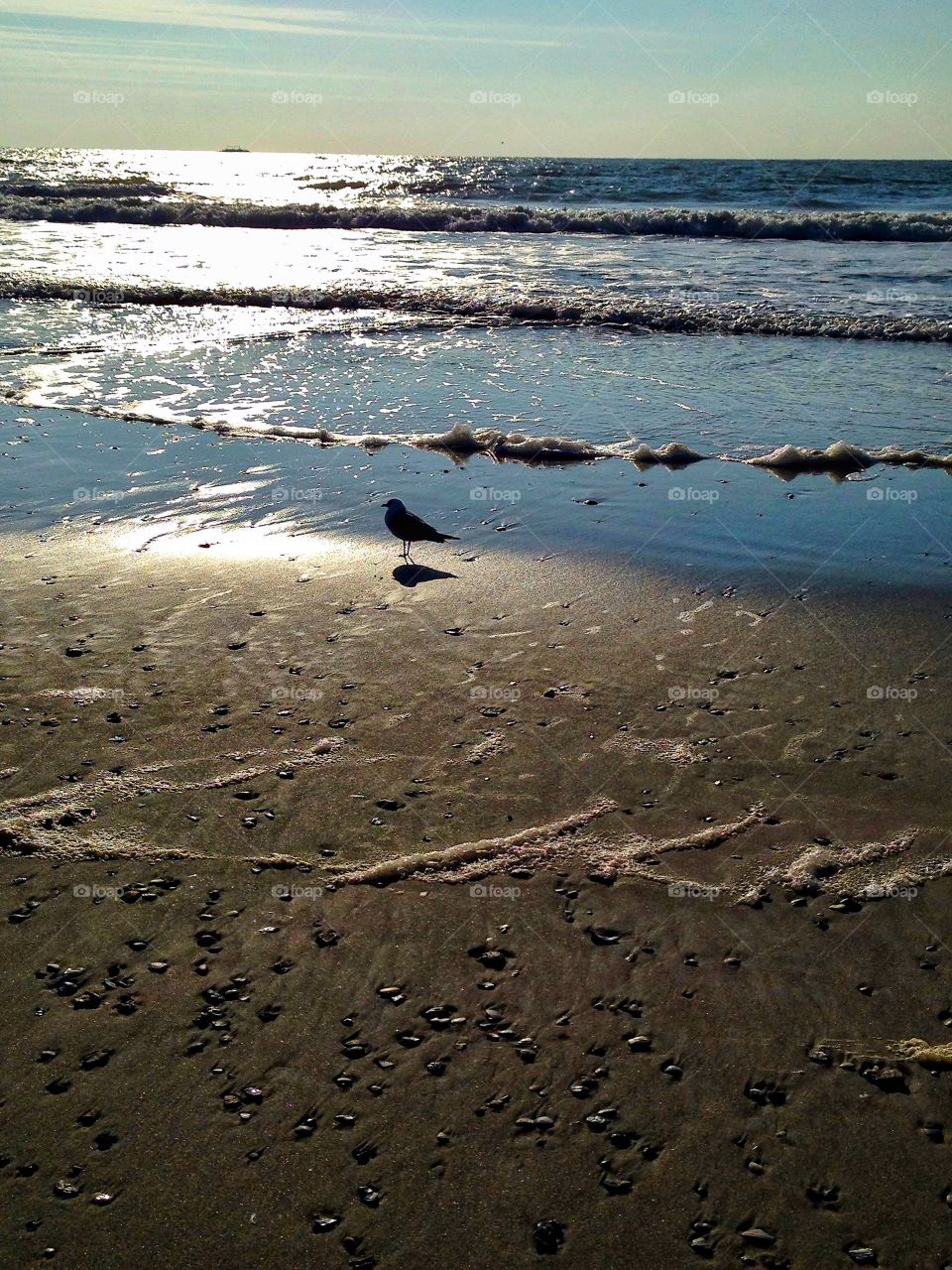 Seagull on the seashore at Myrtle Beach 