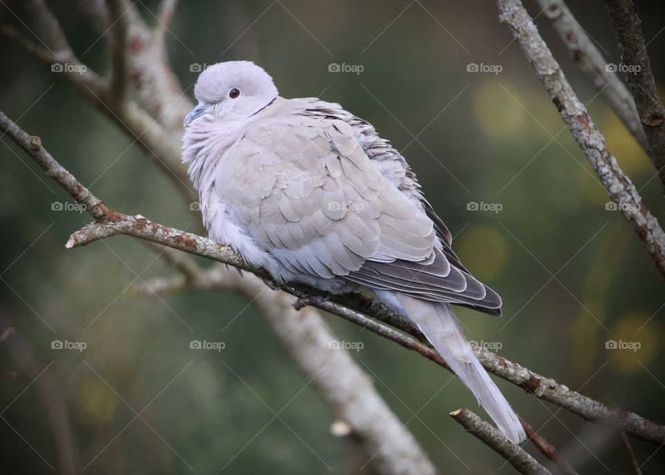dove on the branch