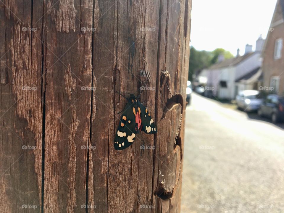 An unusual butterfly or moth hugging a telegraph pole in a small village in Devon 