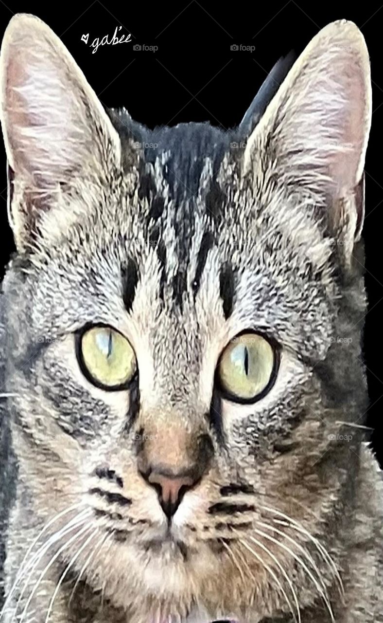 Cat got your tongue?