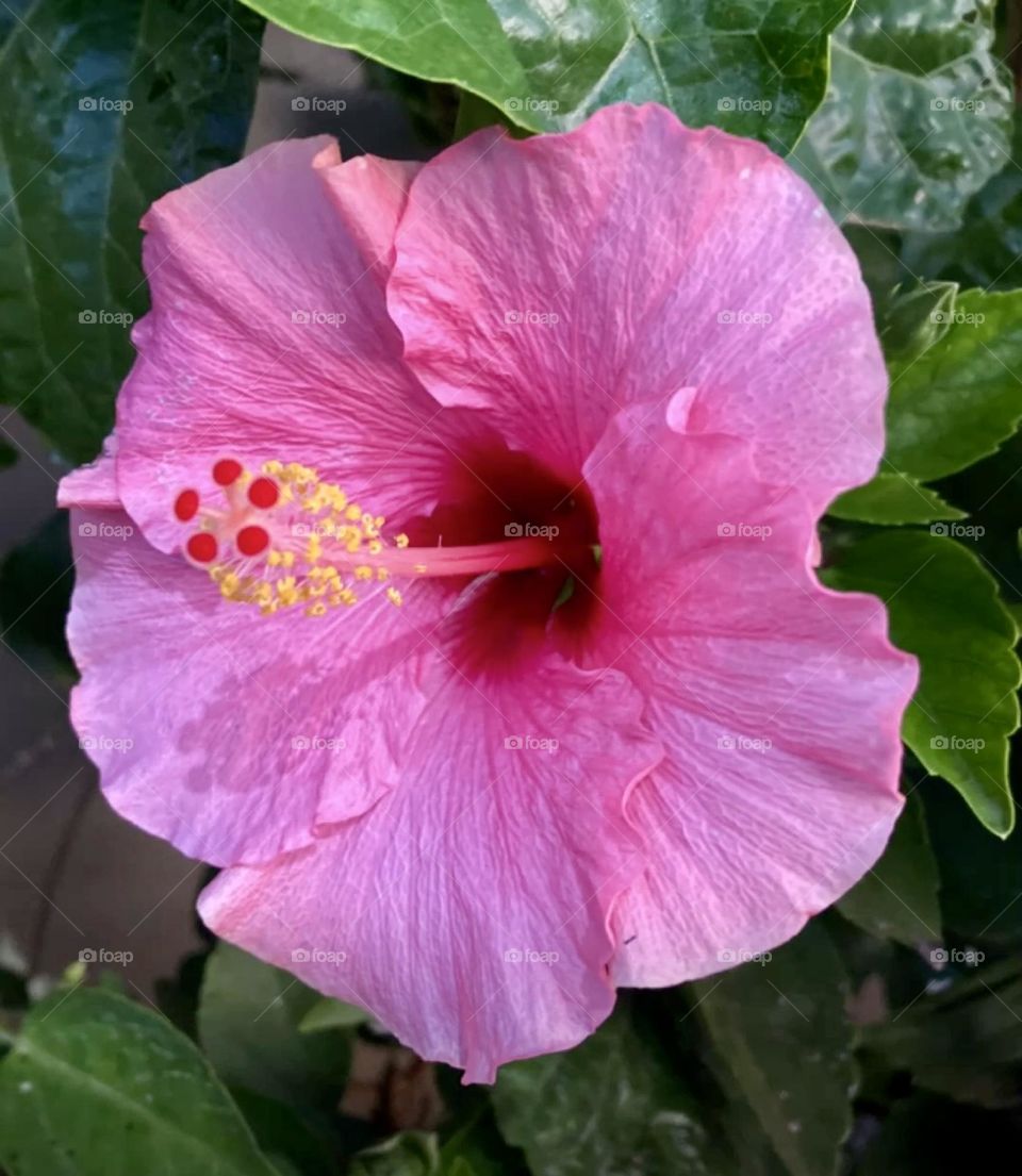 🌹 🇺🇸 Very beautiful flowers to brighten our day.  Live nature and its beauty. Did you like the delicate petals? / 🇧🇷 Flores muito bonitas para alegrar nosso dia. Viva a natureza e sua beleza. Gostaram das pétalas delicadas? 