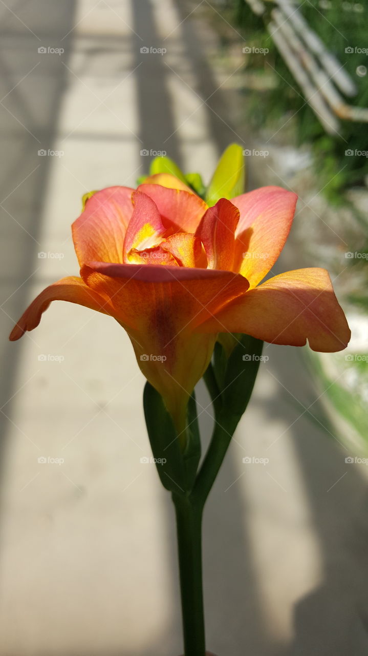 beautiful orange flower.