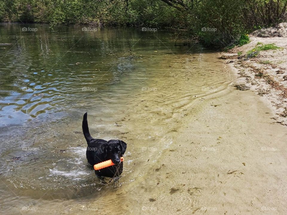 Dog Swimming