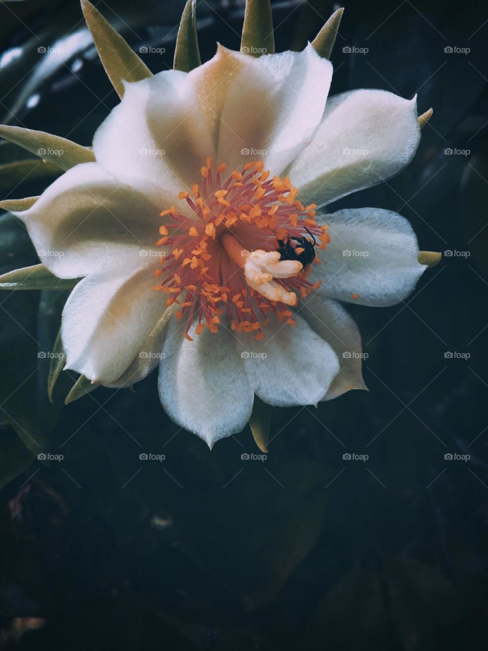 Saudavel e suculenta flor de Orapronobis.