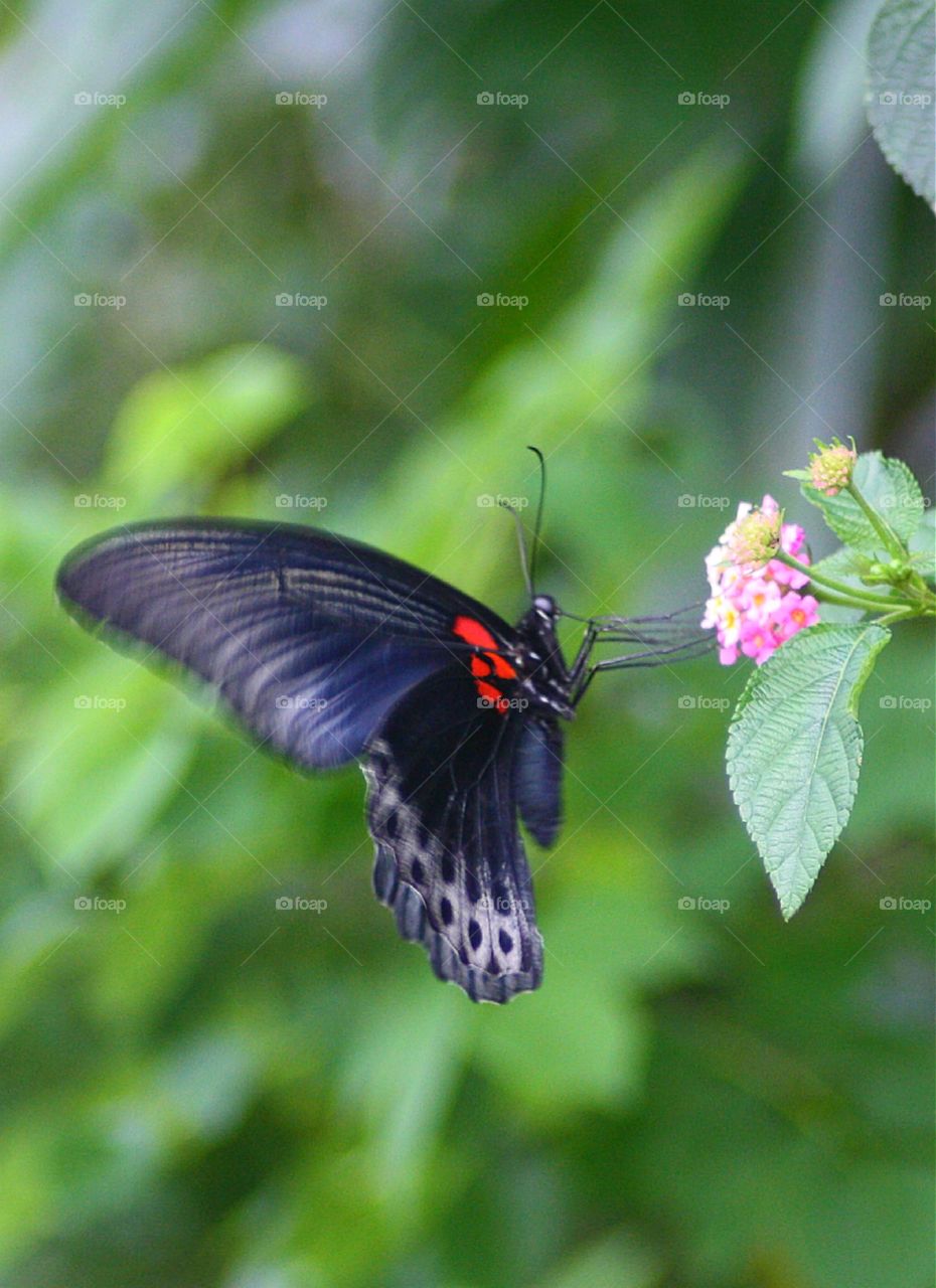 butterfly