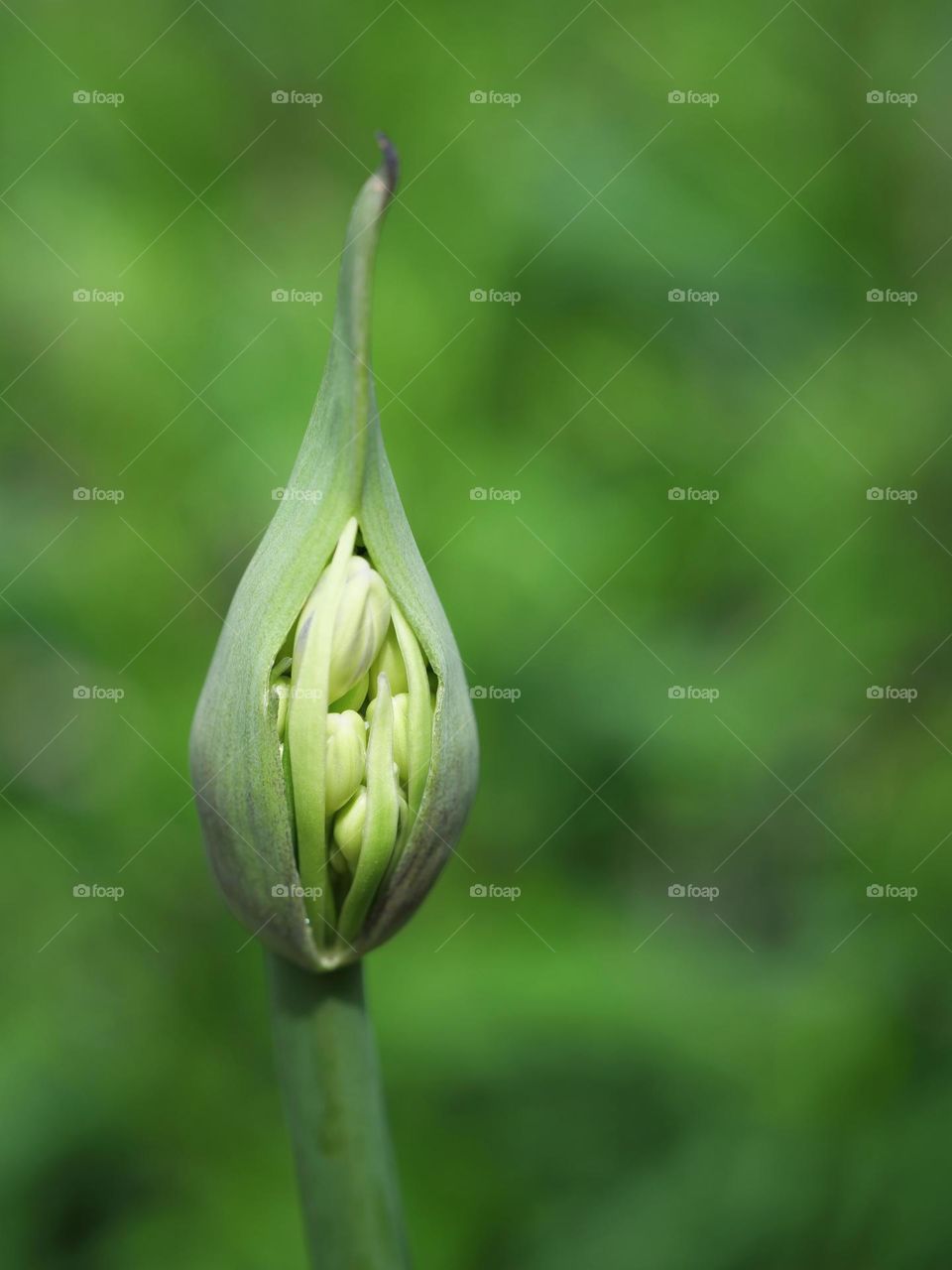 Flower bud