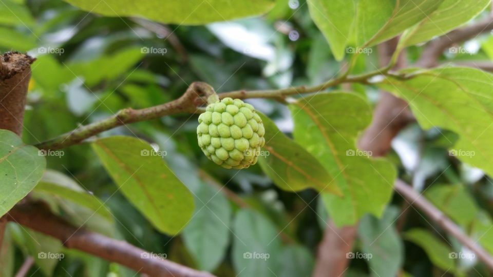 Srikaya, is a plant belonging to the genus Annona originating from the tropics. Srikaya fruit is round with many-eyed skin. The flesh is white. Including perennial semi-green shrubs or deciduous trees reaching 8 m in height.